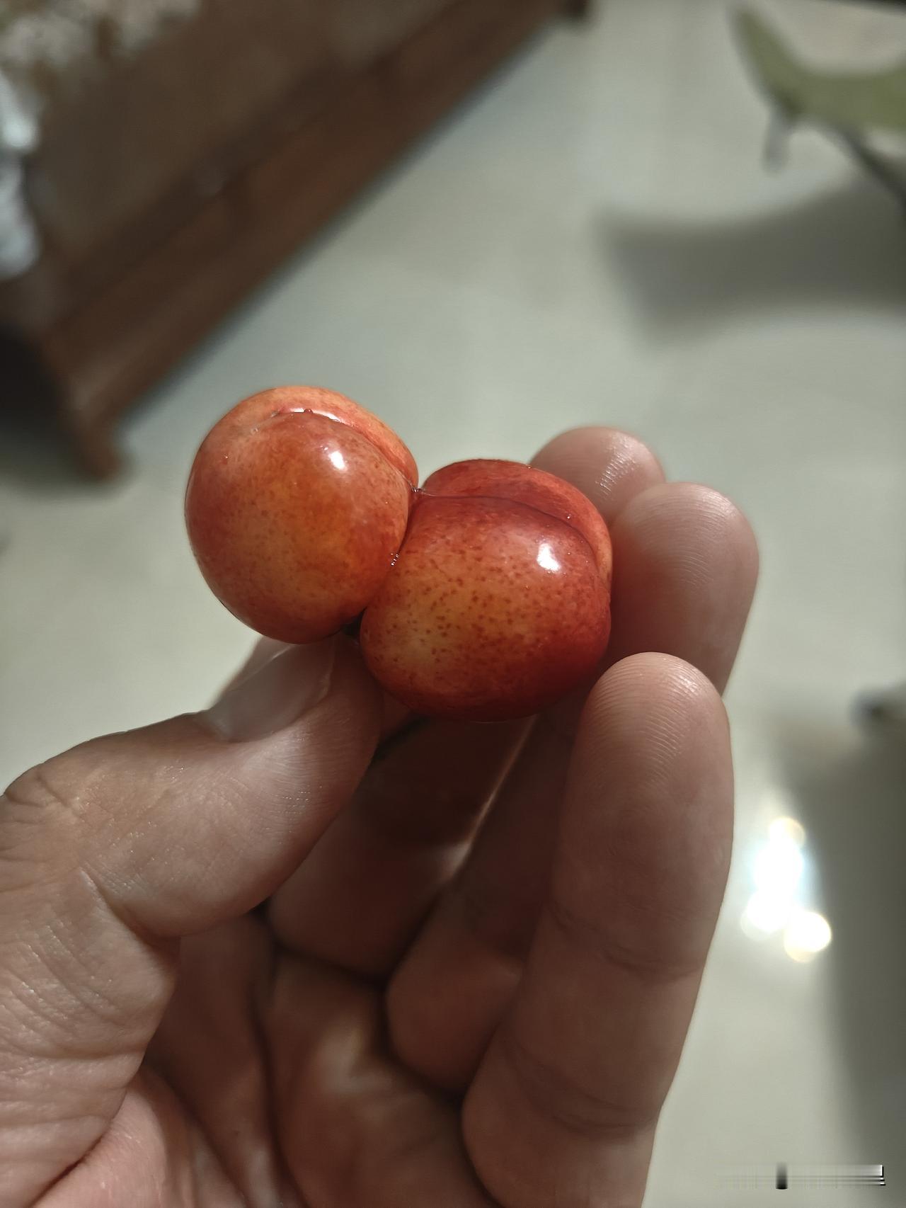 第一次套袋的樱桃！也没感觉有多特别[捂脸]也不知道这种贵不贵

媳妇说再好吃的樱
