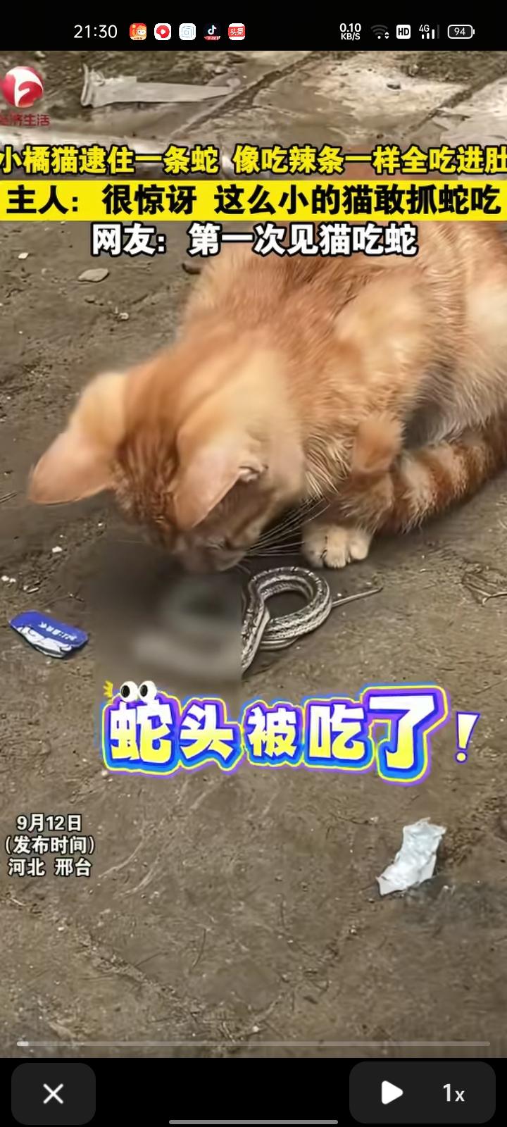 9月10日，邢台市广宗县。网友发视频表示，小橘猫逮一条蛇，像吃辣条一样全吃进肚，