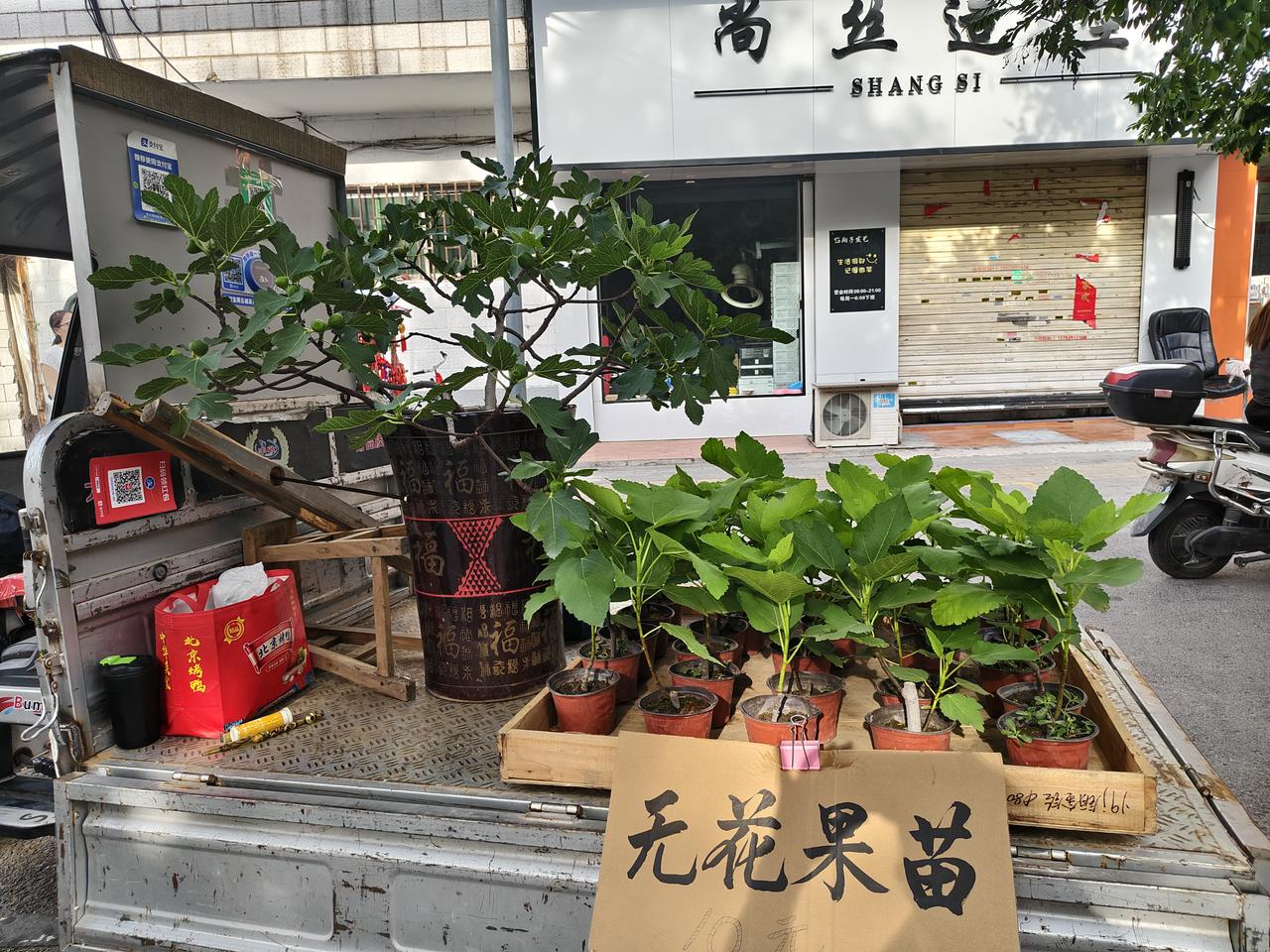 在我们运城盐湖西街早市口，有一位大叔在卖无花果苗。你瞧最大的那棵，带盆，他卖30