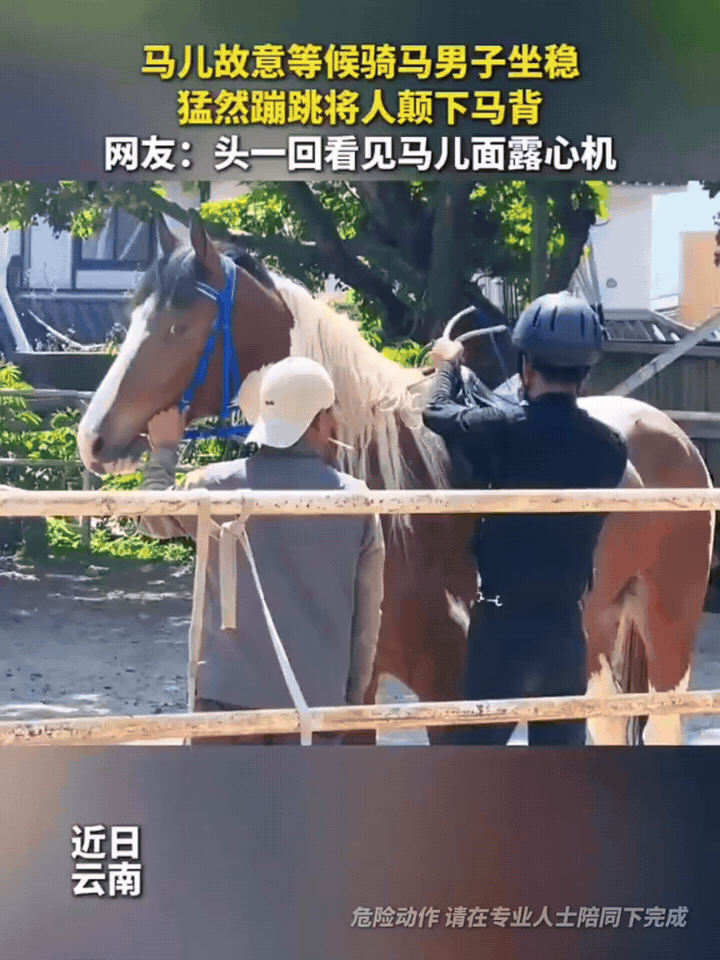 万万没想到，云南一匹调皮小马凭借超高演技火到新华社，网友笑称：总算见识到会玩攻心