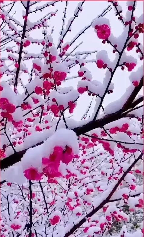 梅花无叶绽放是它最迷人的特点
                     微头条