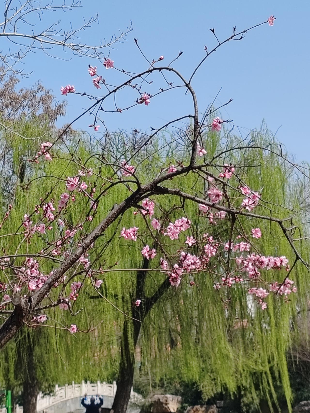 看到“柳借春风摇翠影”这个上联，瞬间感觉画面感十足，柳树在春风中摇曳生姿。我来对