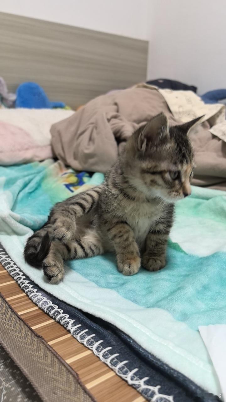 人 我摔倒了要亲亲才能起来一两个月大的猫咪可爱鼠了 