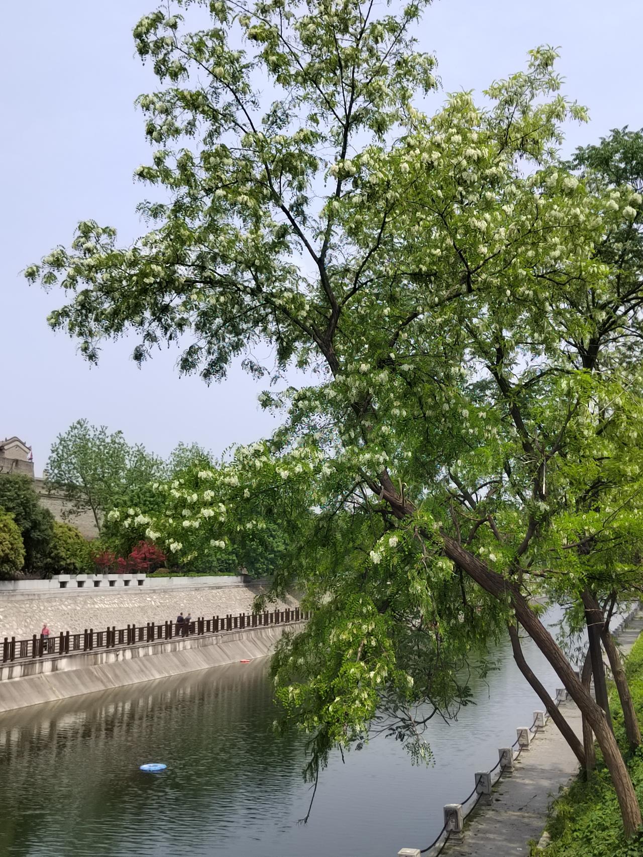 白鹿原春深如许
一不留神，已经春意阑珊，春深如许。含光门外护城河边的槐花在枝头舒