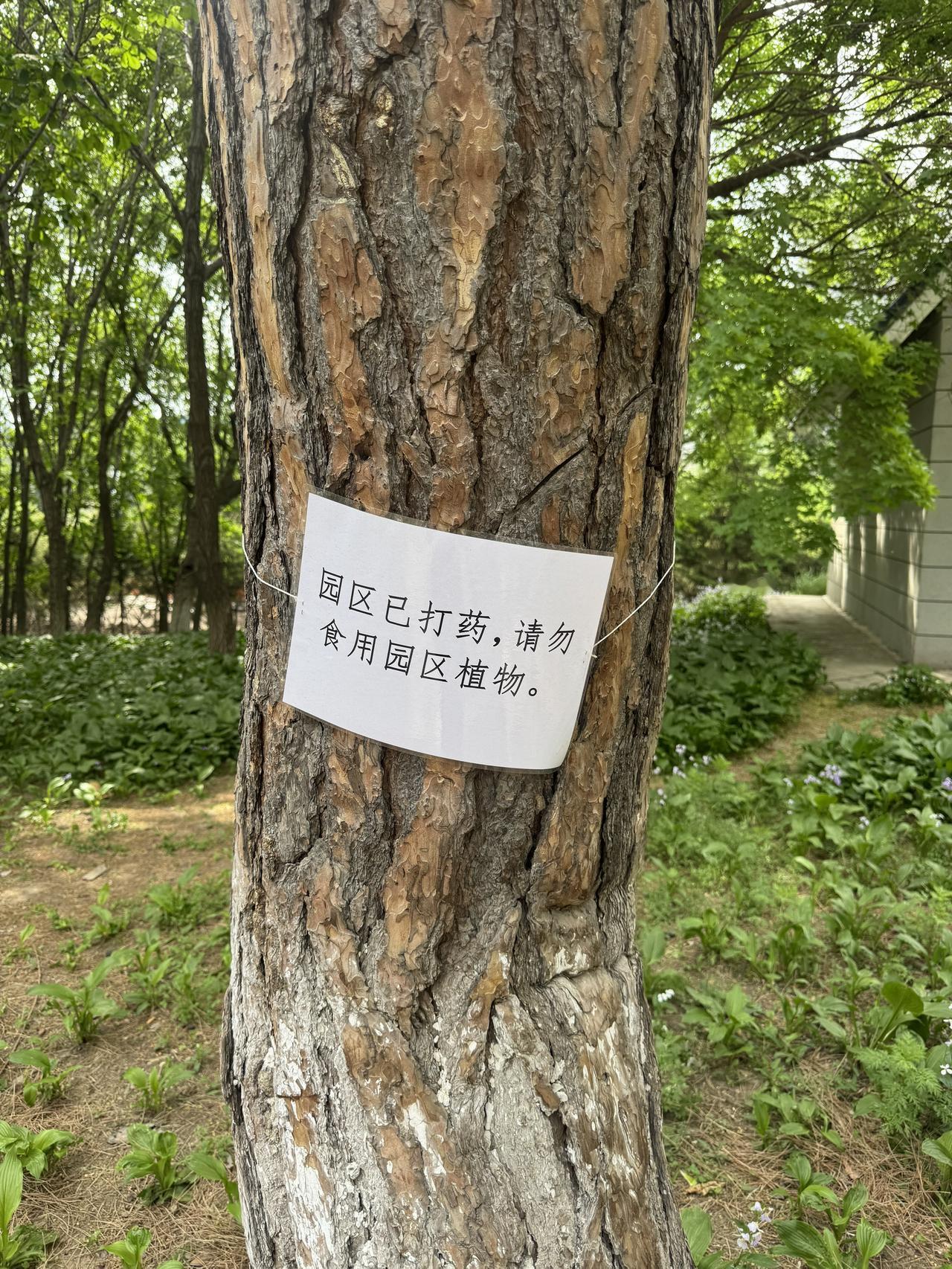 我给你们翻译一下：不要吃树。