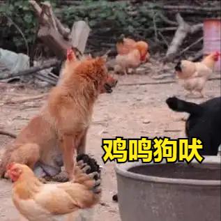 苦练成语200天！

第三天-----和狗鸡猪有关的成语18个

鸡鸣狗吠   