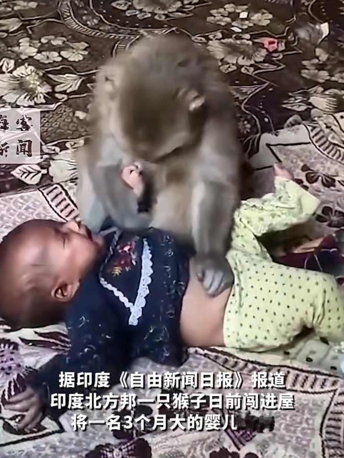 印度母猴幼崽夭折闯入民宅劫持了一个婴儿
母猴跳入窗户，与在床上的3个月婴儿玩耍，