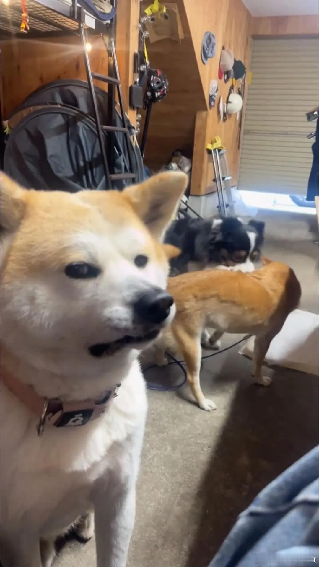 秋田：也许我不应该在屋里萌宠宠物