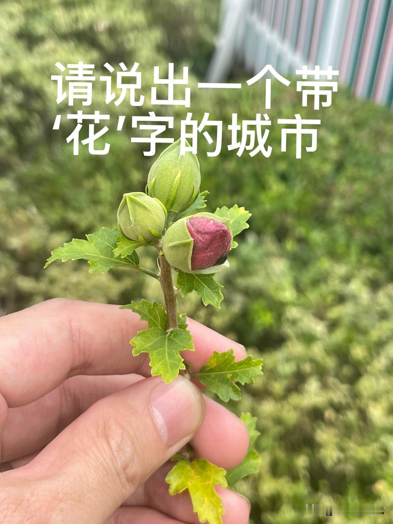 请说出一个带“花”字的城市[作揖][作揖][作揖]