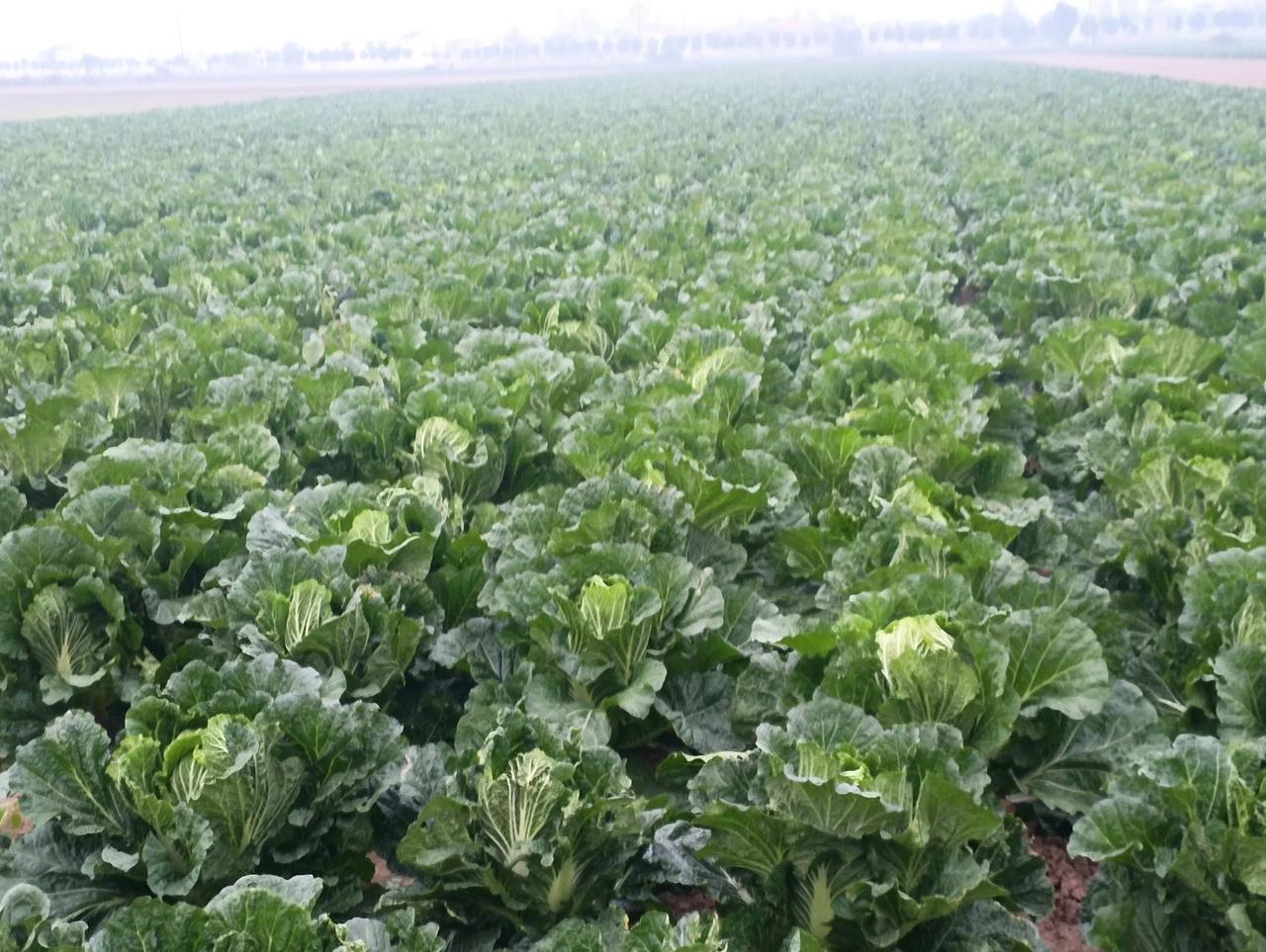 长势喜人，但愿有个好价格！
   河南省虞城县王集乡潘寨村的村民，经过土地流转种