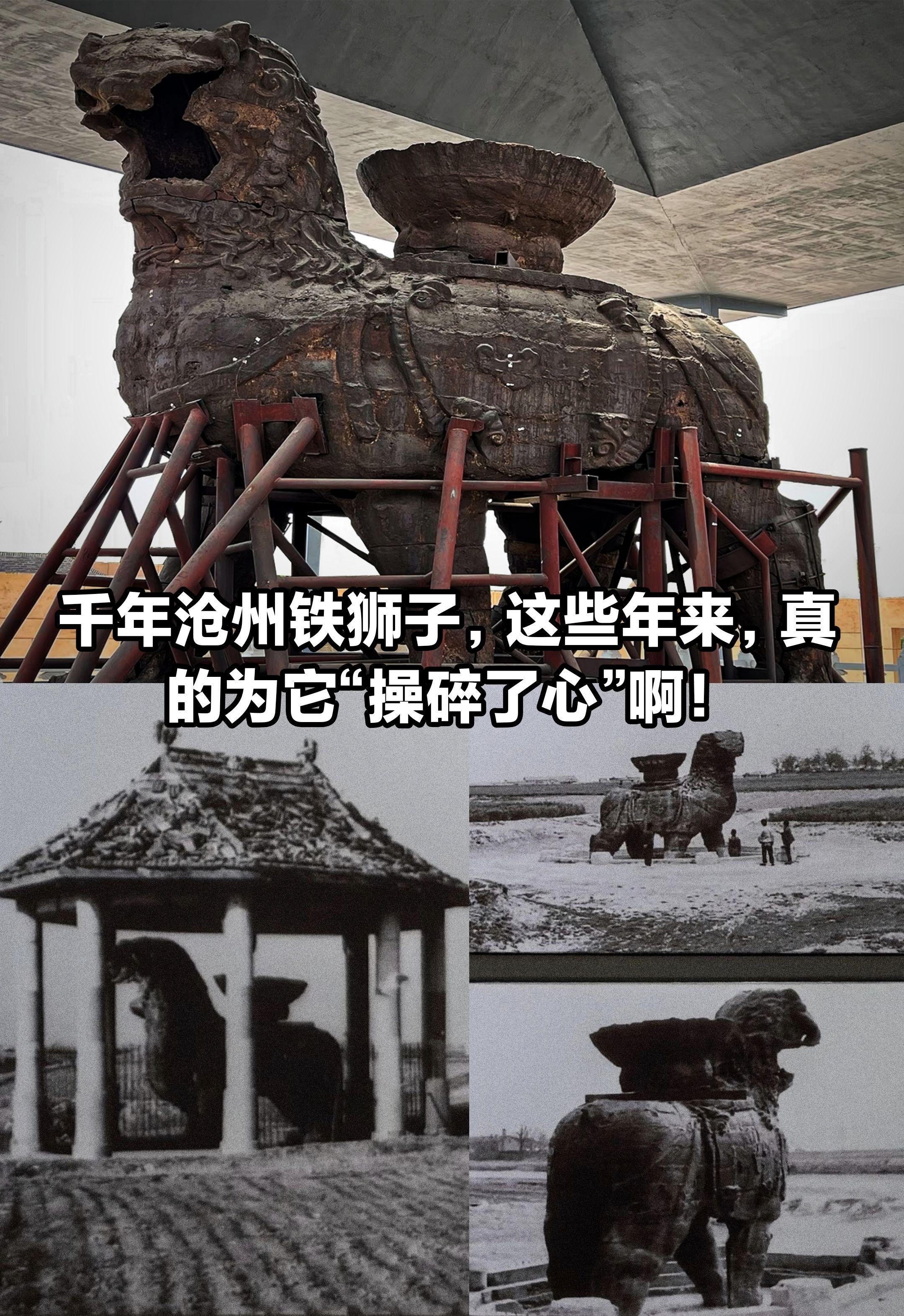 千年沧州铁狮子，这些年来为它“操碎了心”