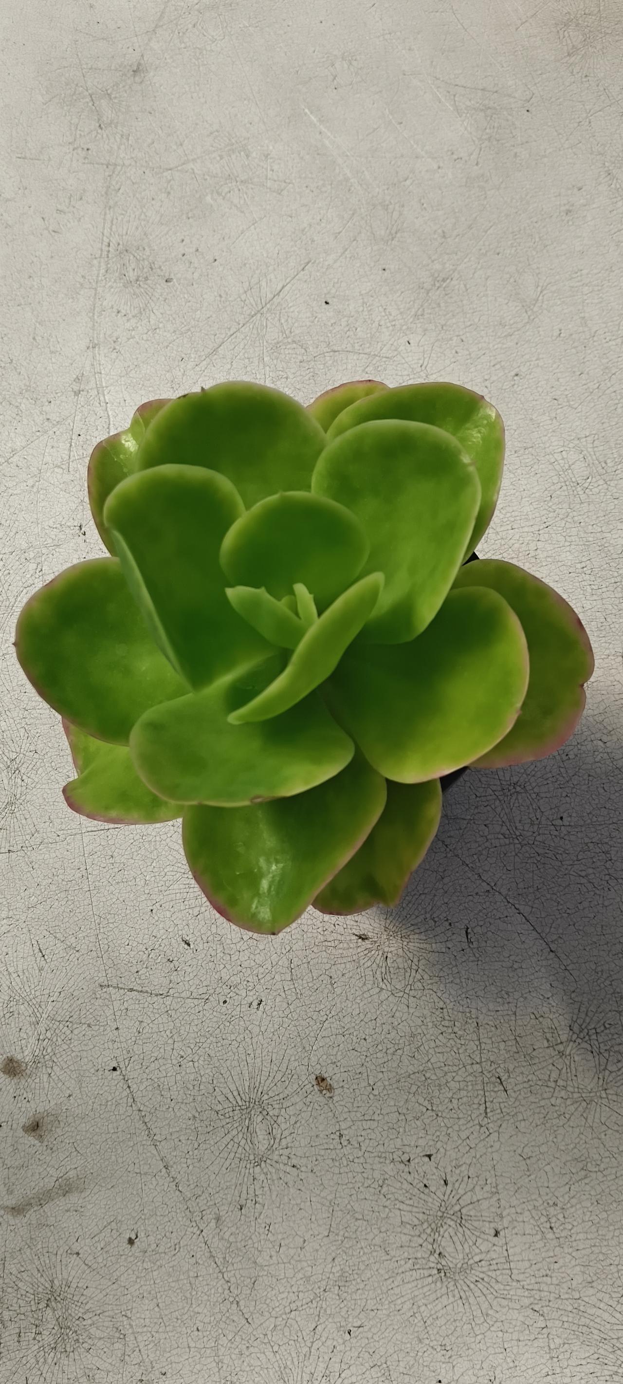 分享一张相册里随手拍的夏日天空我在家里培植的肉肉，准备放在漂亮的花盆里，放在餐桌