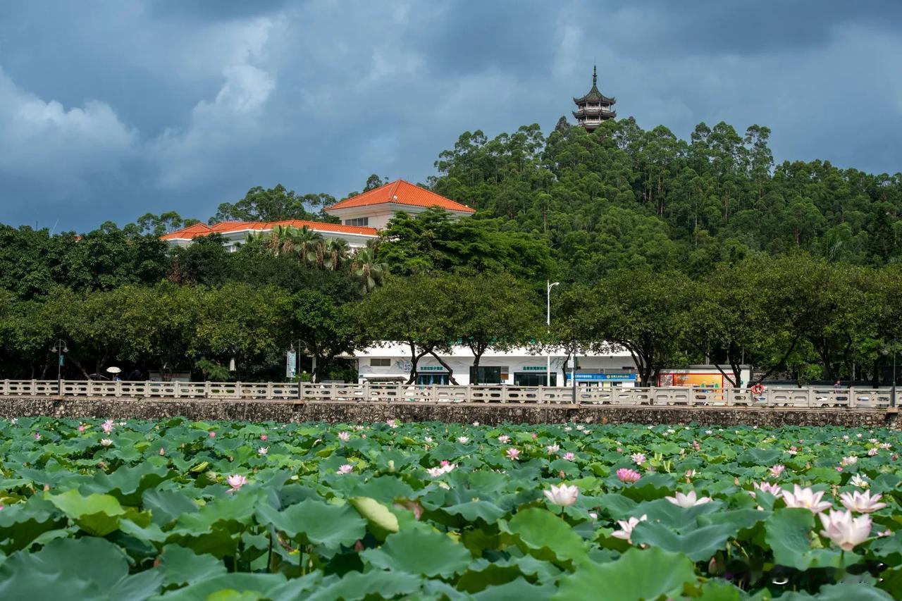 #中国摄影圈#



广东省东莞莲湖公园，以其广袤的荷花面积、婀娜多姿的花枝、别