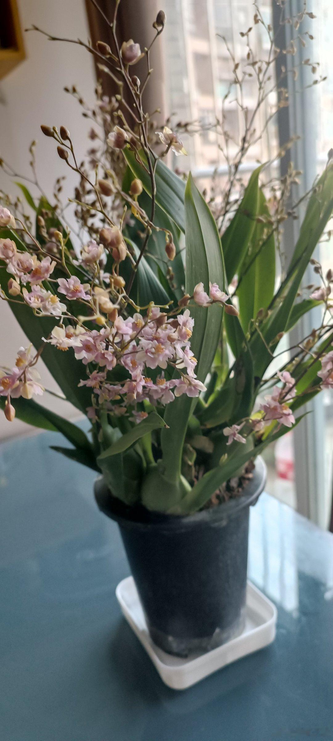 收到在家买的文心兰，花剑多，球根大，是淡淡的香味，很喜欢。文心兰花语是快乐无忧，