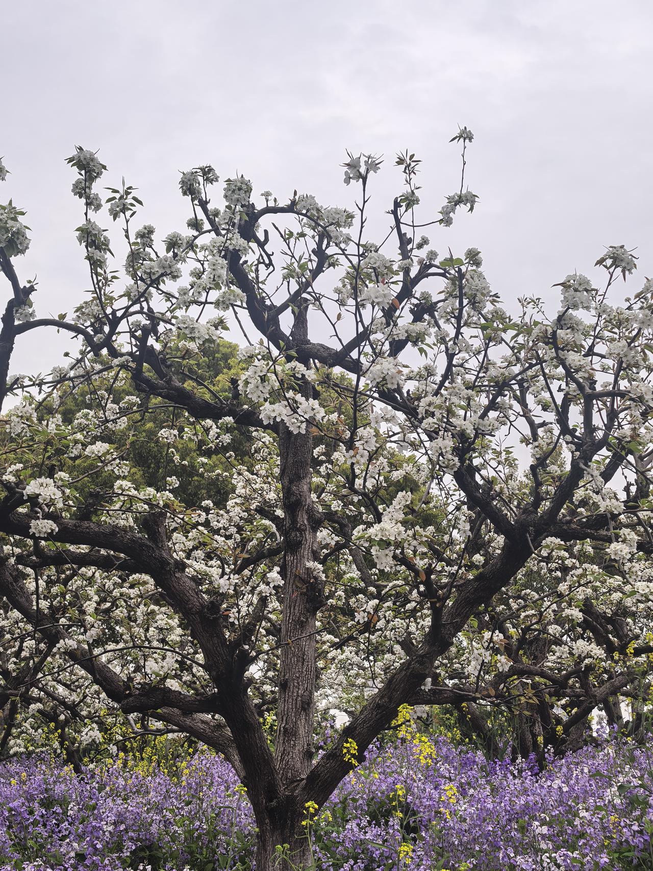 画面核心元素
主体花卉
白色花树：画面中最醒目的是高大的花树，枝干苍劲古朴，枝头
