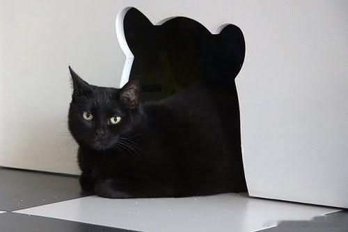 猫宁 