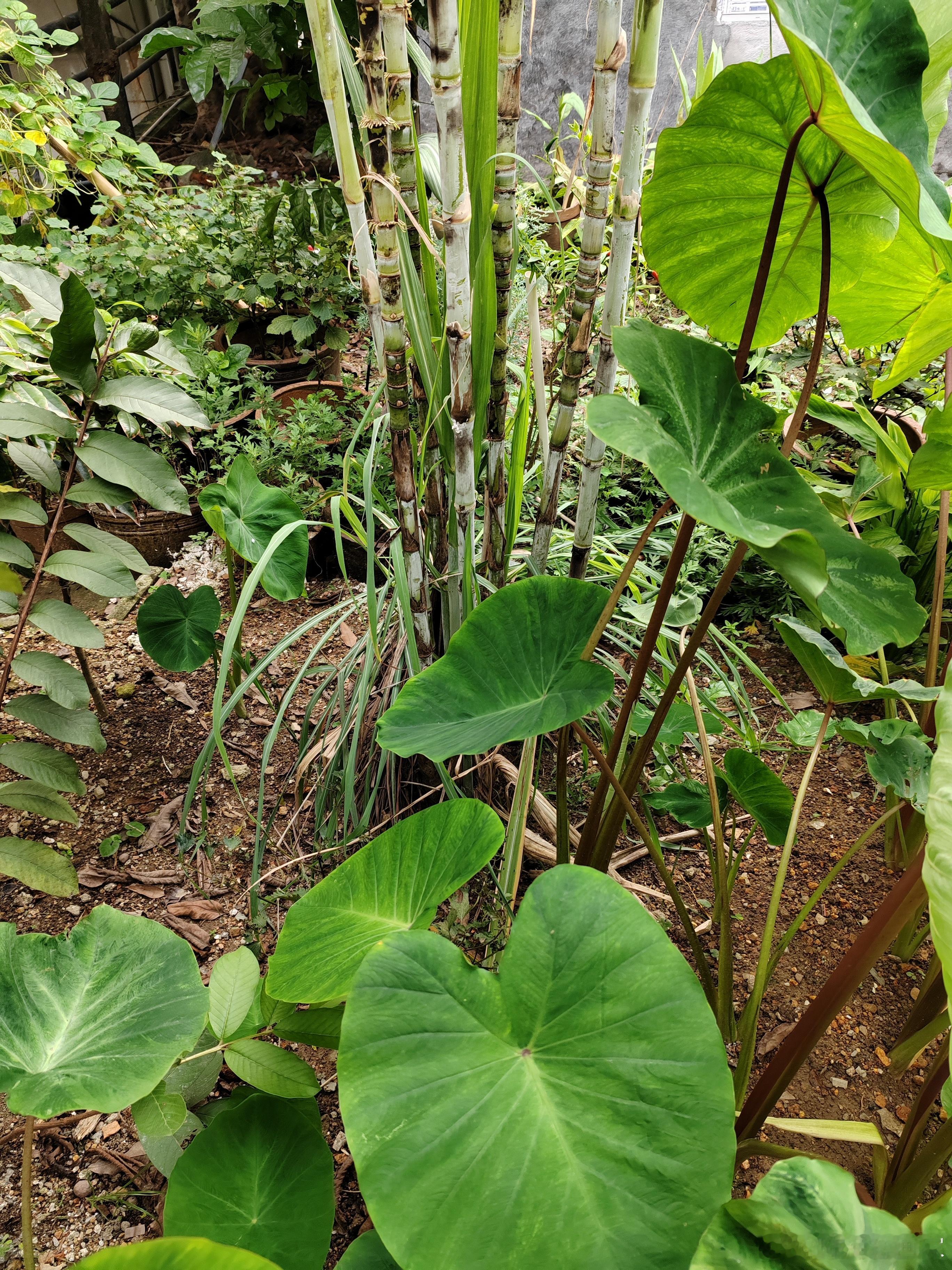 在菜园子拨草 