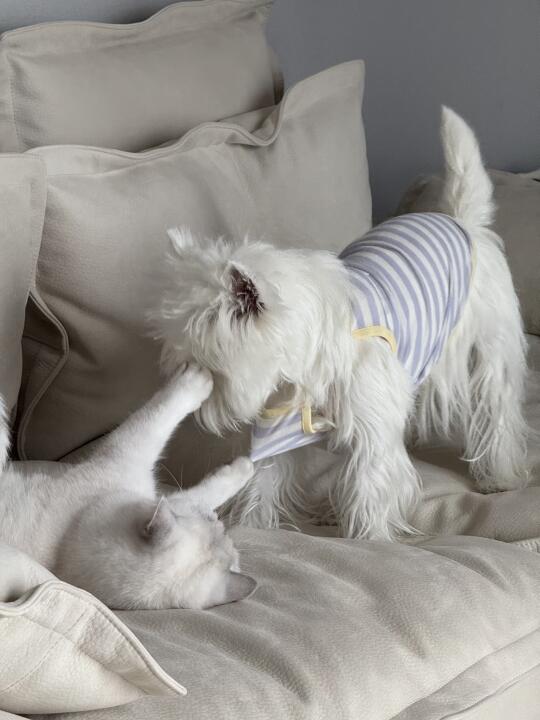 不是说好 打架不打脸的嘛