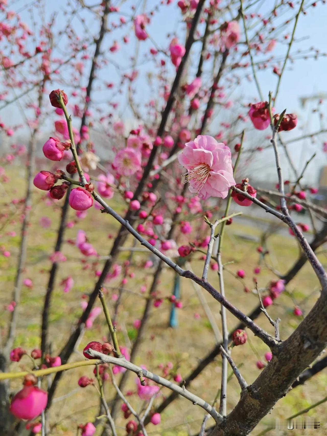 梅花香自苦寒来