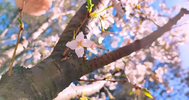 苏州|“三月到，春浓花盛”，踏青收好这份赏花指南