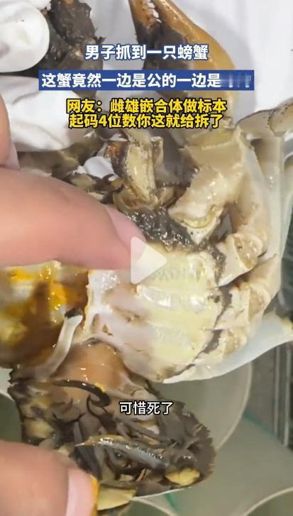 螃蟹竟然雌雄同体，真是大眼见小眼了!

事情起因是，男子抓到一只螃蟹，却发现这只
