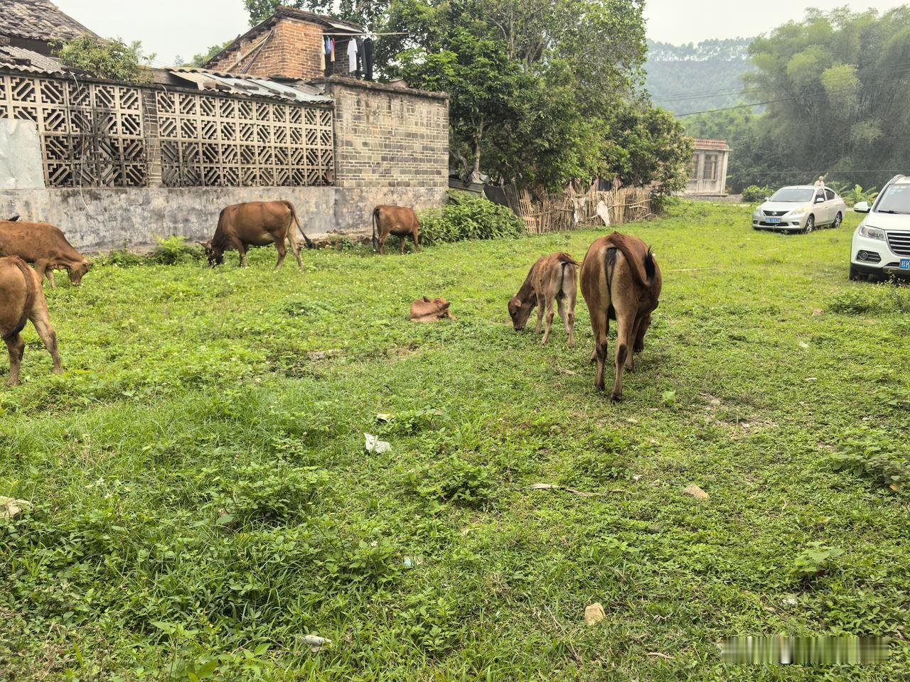 守山行医放牛，我的乡村慢生活，安稳又踏实
作为守在大山里的村医，我的日常从来不是