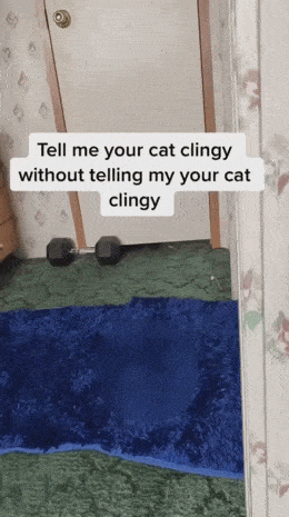 猫猫真的是水做的 ​​​