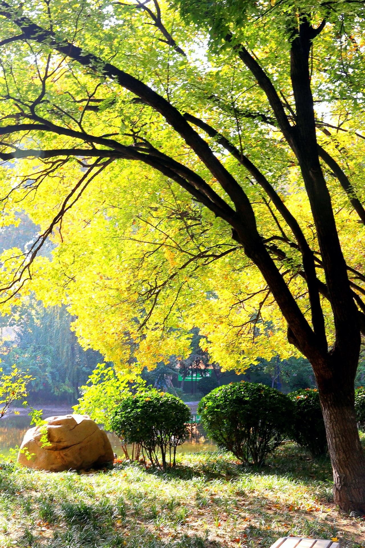 今日立春
当朝阳缓缓升起，
这里已经是春的天地！
晨风依然寒冷，
山野依旧沉寂，