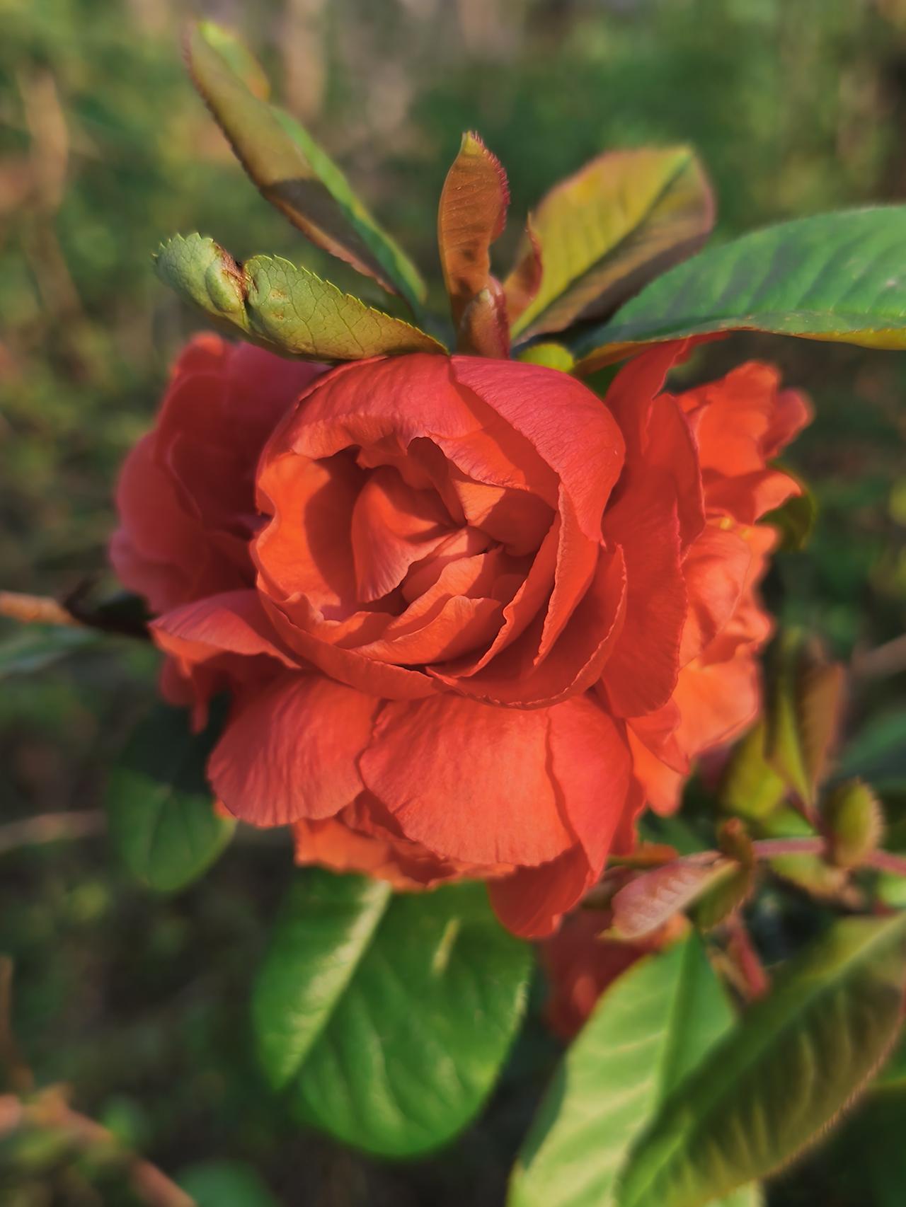 清明节刚过，母亲就想回到老家去住。
十多天前，母亲回到二哥家去住。一个冬天了，我