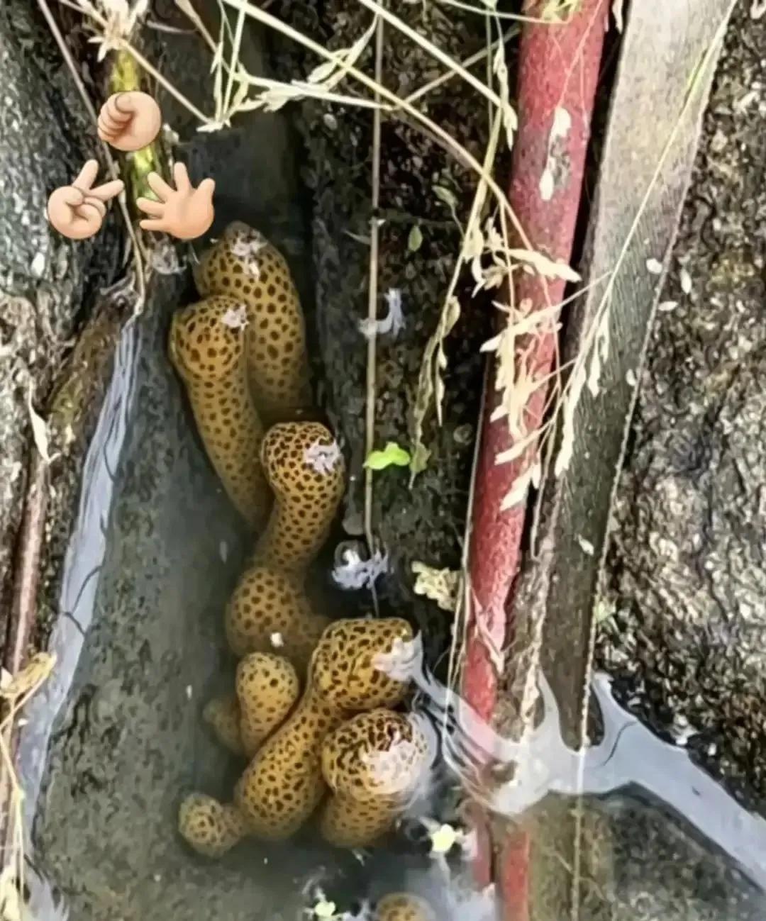 近日，广西梧州icon，一位村民去自家果园检查灌溉水渠时，没成想，居然在渠道底部