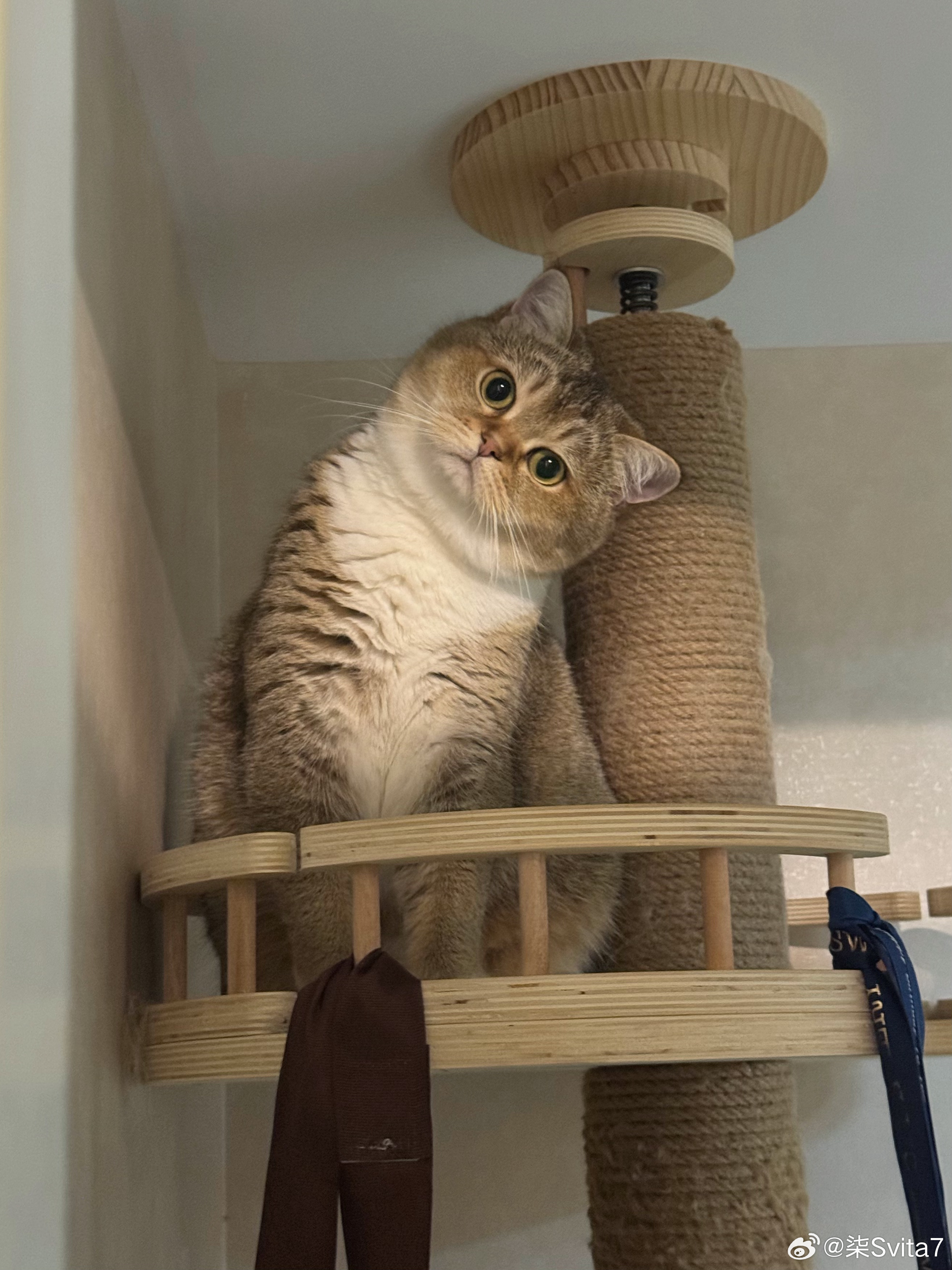 喵？ 