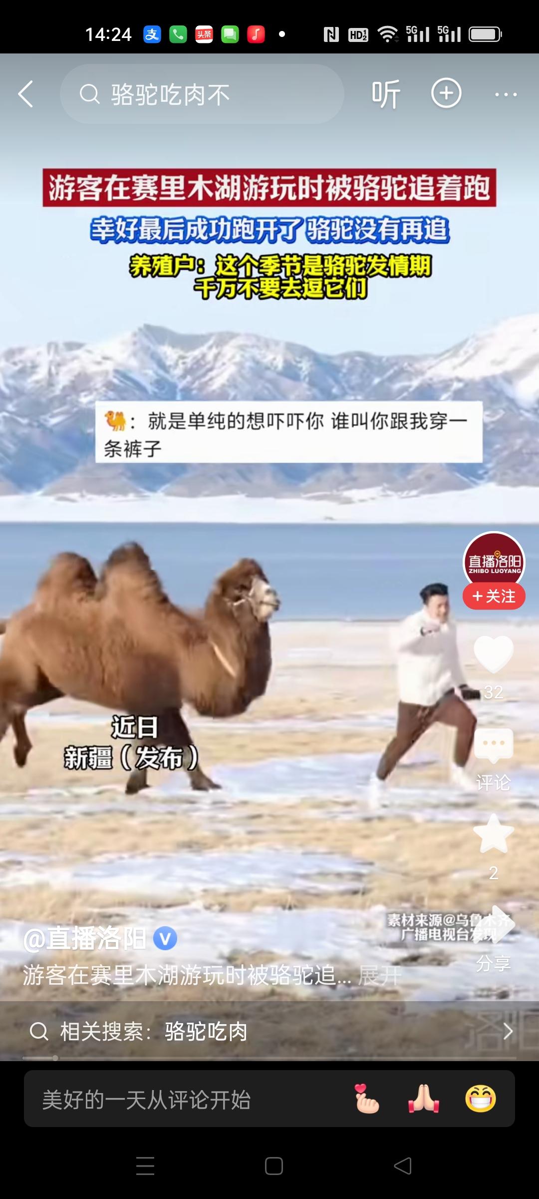 大下雪天的，你非要去逗骆驼干嘛？现在真是骆驼发情期，见到都要躲着走啊。
幸亏骆驼