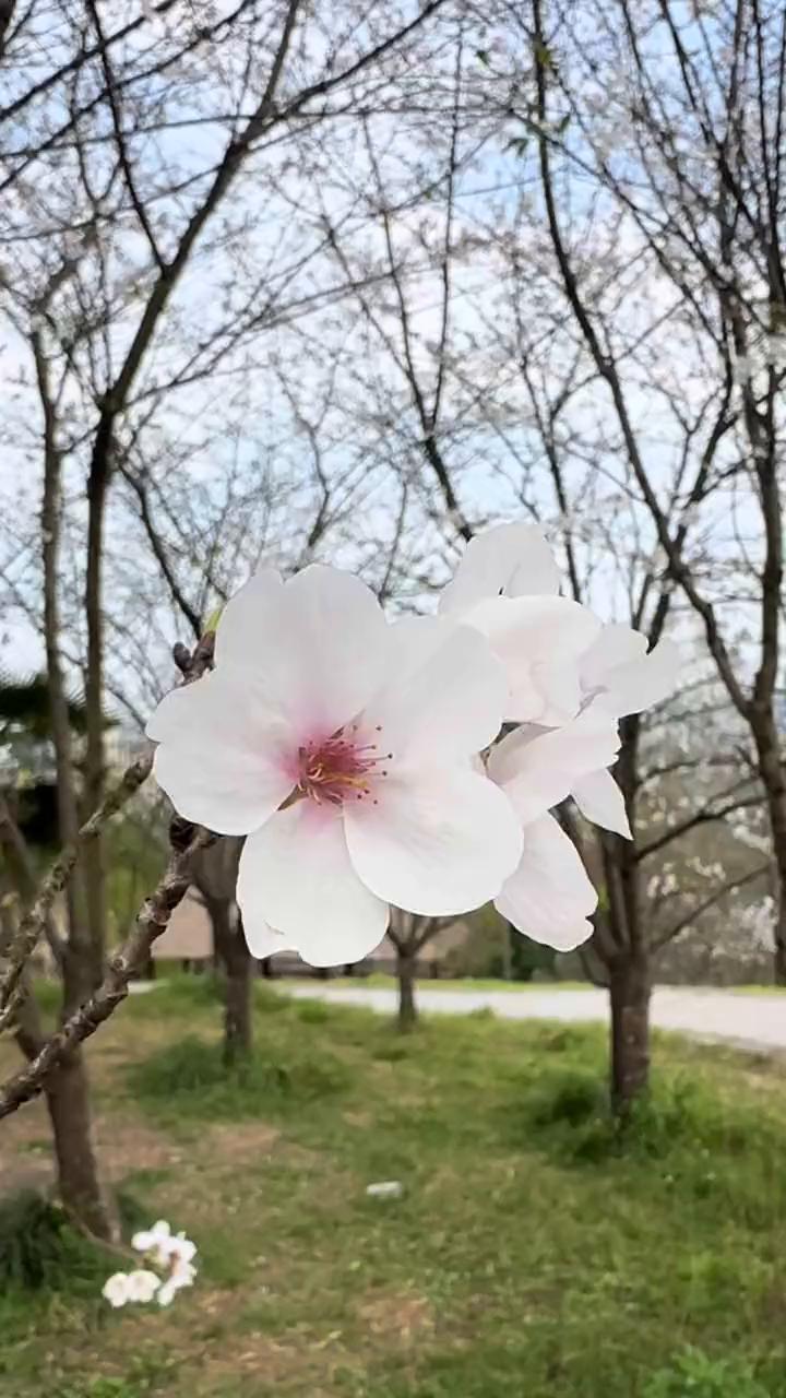 三月十二号白居寺的樱花开的白居寺公园，这里的花期比园博园晚了一个星期，还有很多花
