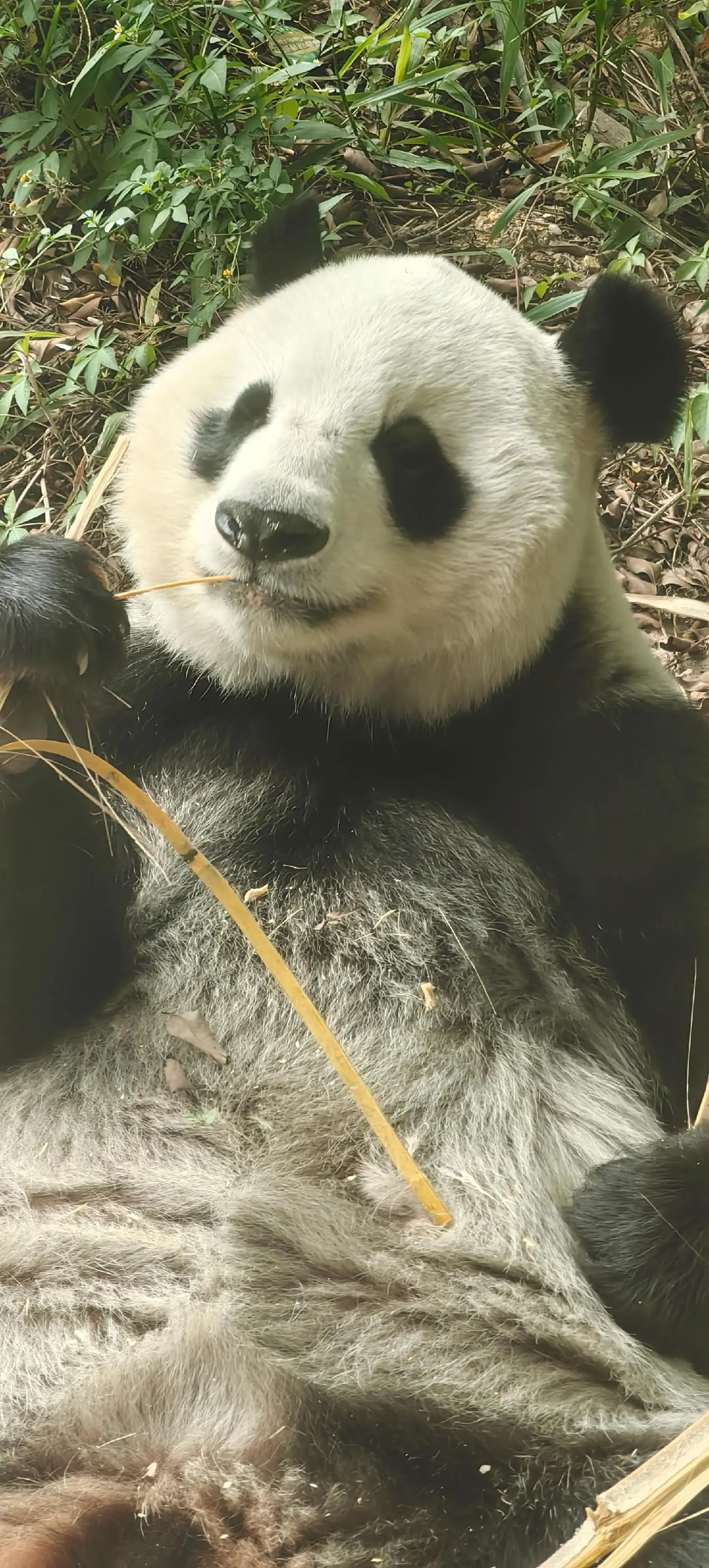 拽拽的梅姐