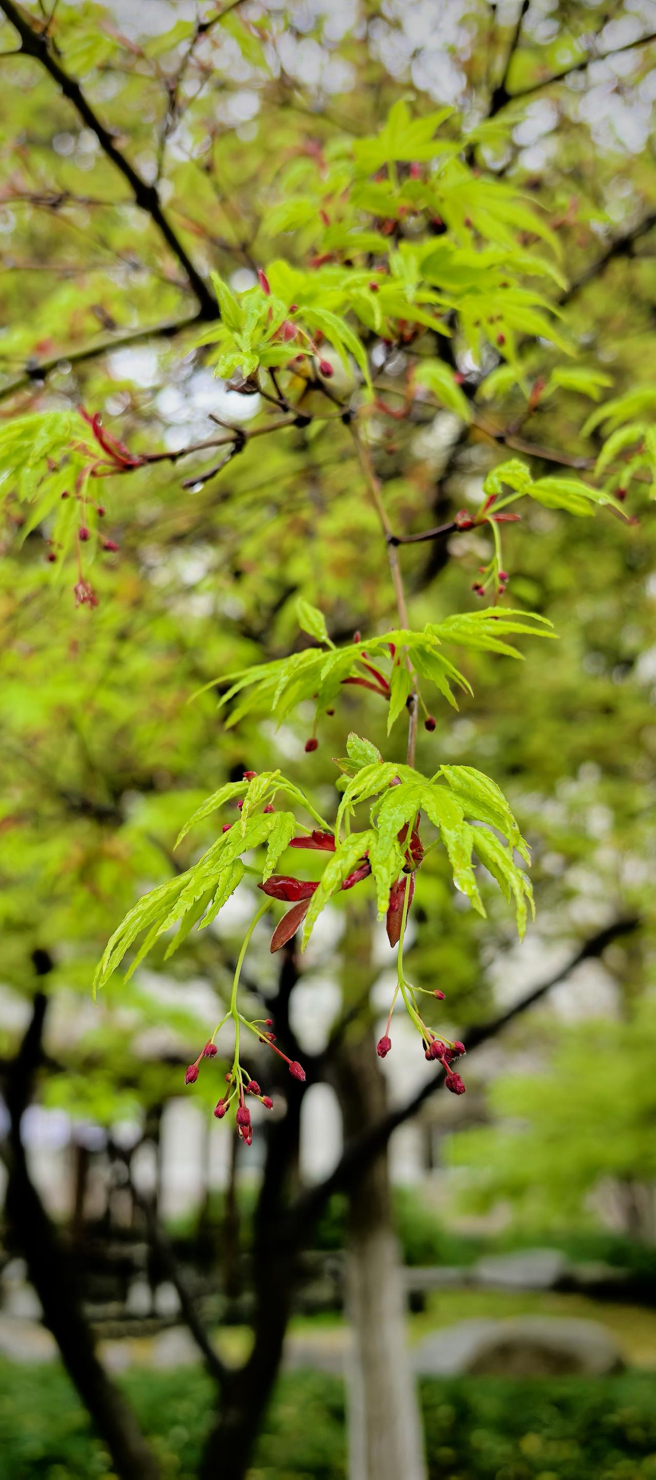 那一针新碧

初中的时候，偶然读到一句诗：
其中有几句是这样的
今夜的山中
不知