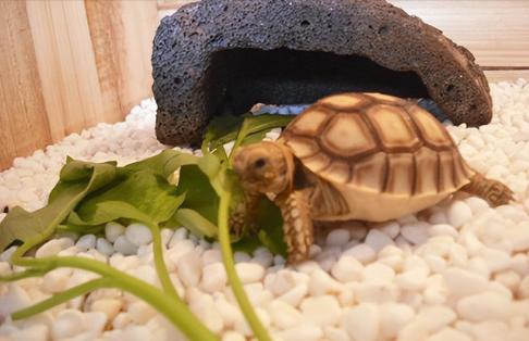 北京一男子捡到一只乌龟，足足养了7年，却越养越发觉不对劲，随后他立即报警，当警方