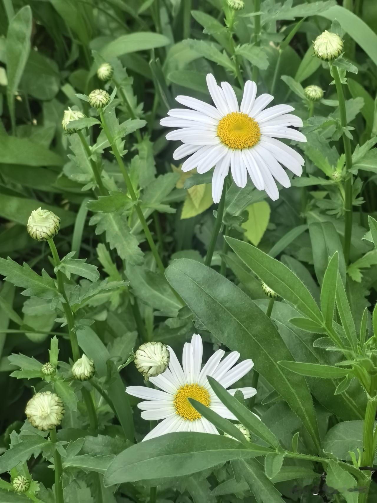 魔鬼化身
虎毒不食子，这位妈妈难道是魔鬼化身？

视频里这位母亲，掌掴不到1周岁