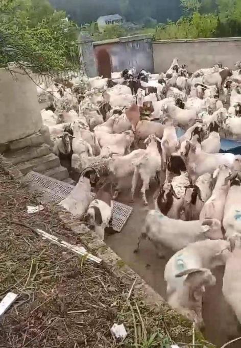 贵州一男子在熟人建议下，贷款买了543只羊，从河南运到贵州玉屏开始放养。

谁知