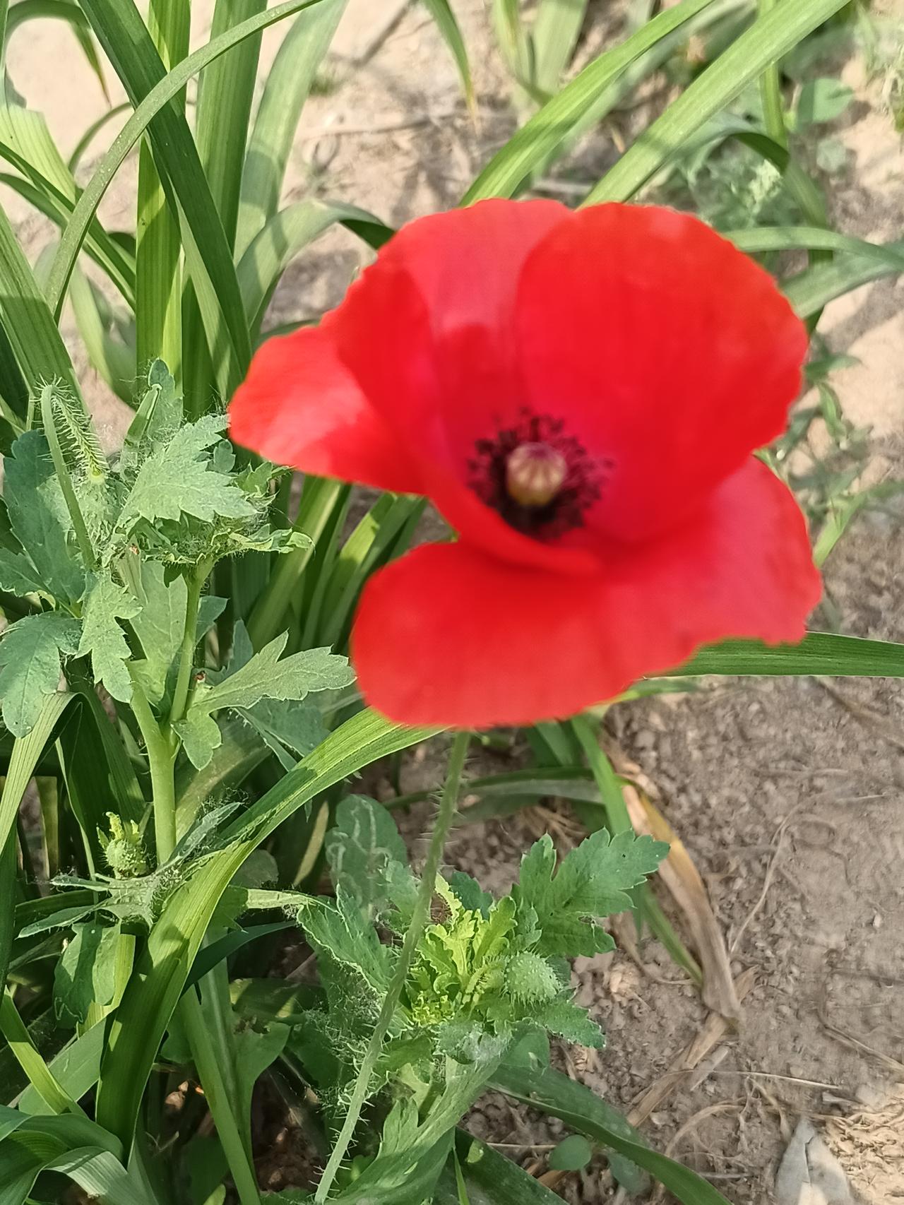 这段时间没怎么打理今日头条，很多老朋友还在。这段时间听说抖音很火，侄女孩子成了小