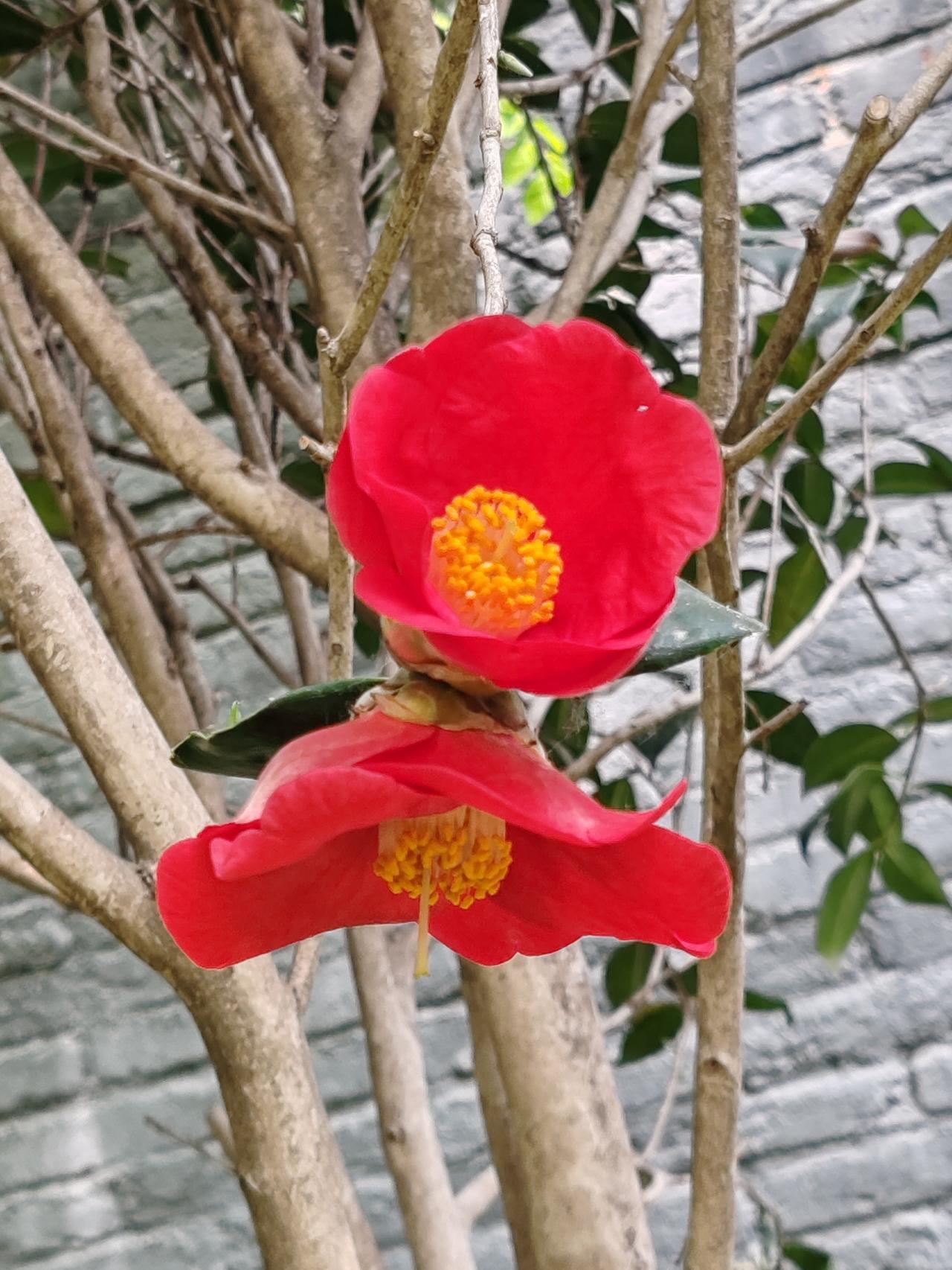 生死有命，富贵在天。婚姻在缘，缘聚缘散。现在婚姻自由了，就随着各人的愿吧。有的人