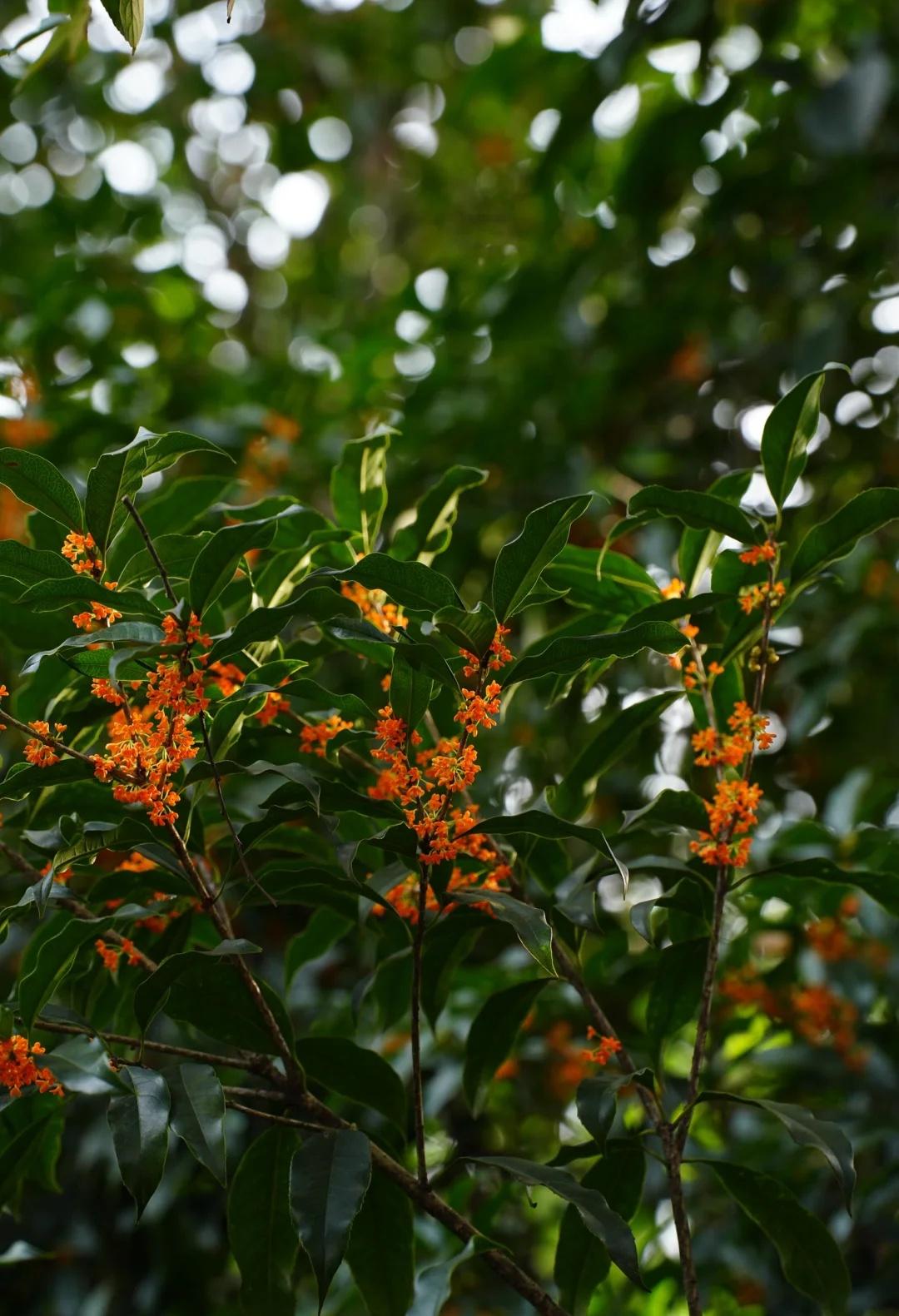 10.25满觉陇桂花实况（有攻略版
这次徒步是六人小分队🏃‍♀️‍➡️
看了很