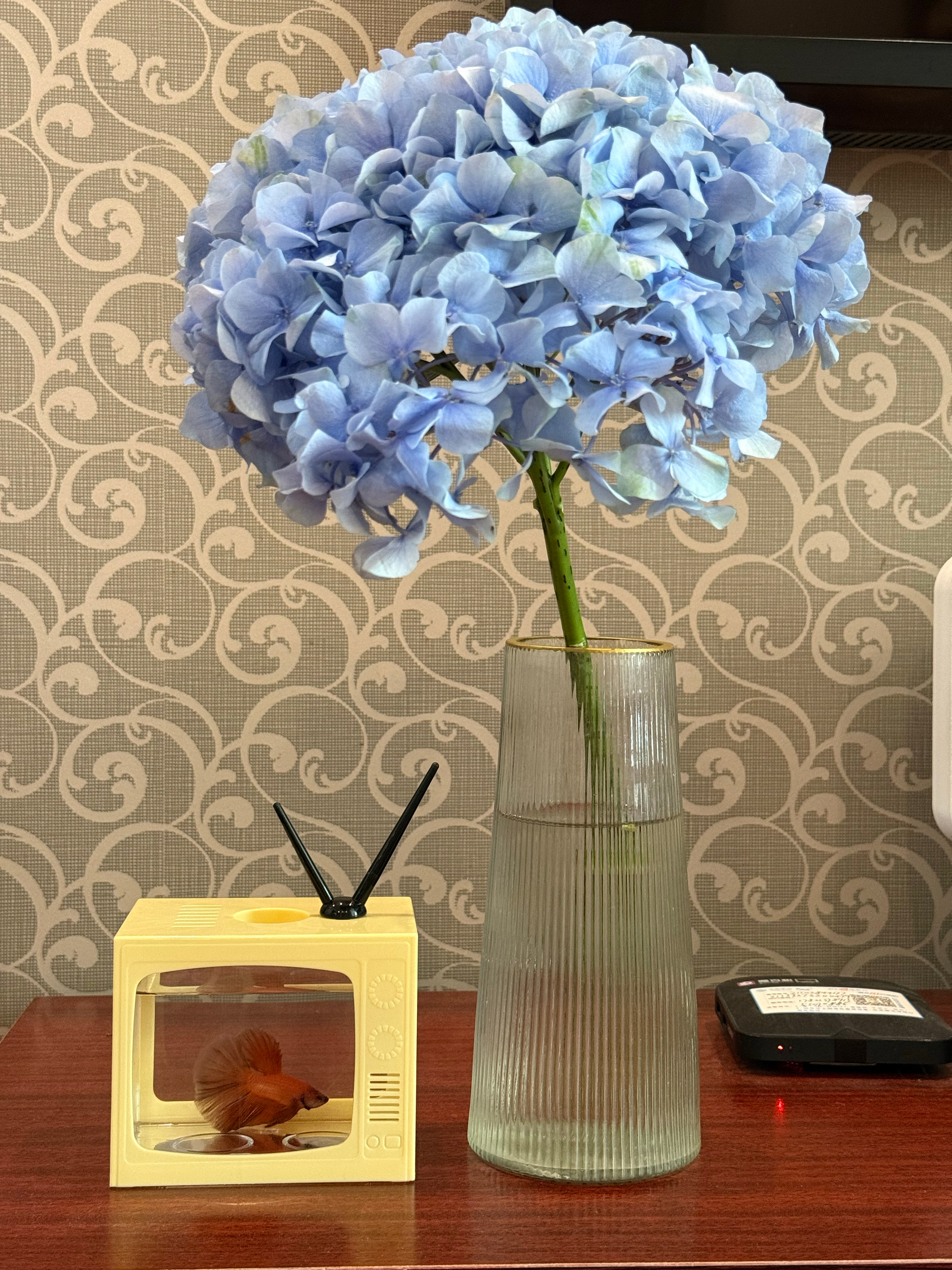 低成本怎么不算一种花港观鱼 