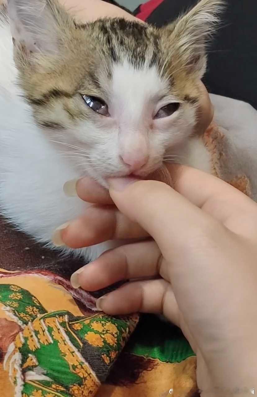 49595【丑猫】朋友的，已被丑哭已被吓哭已被丑晕 