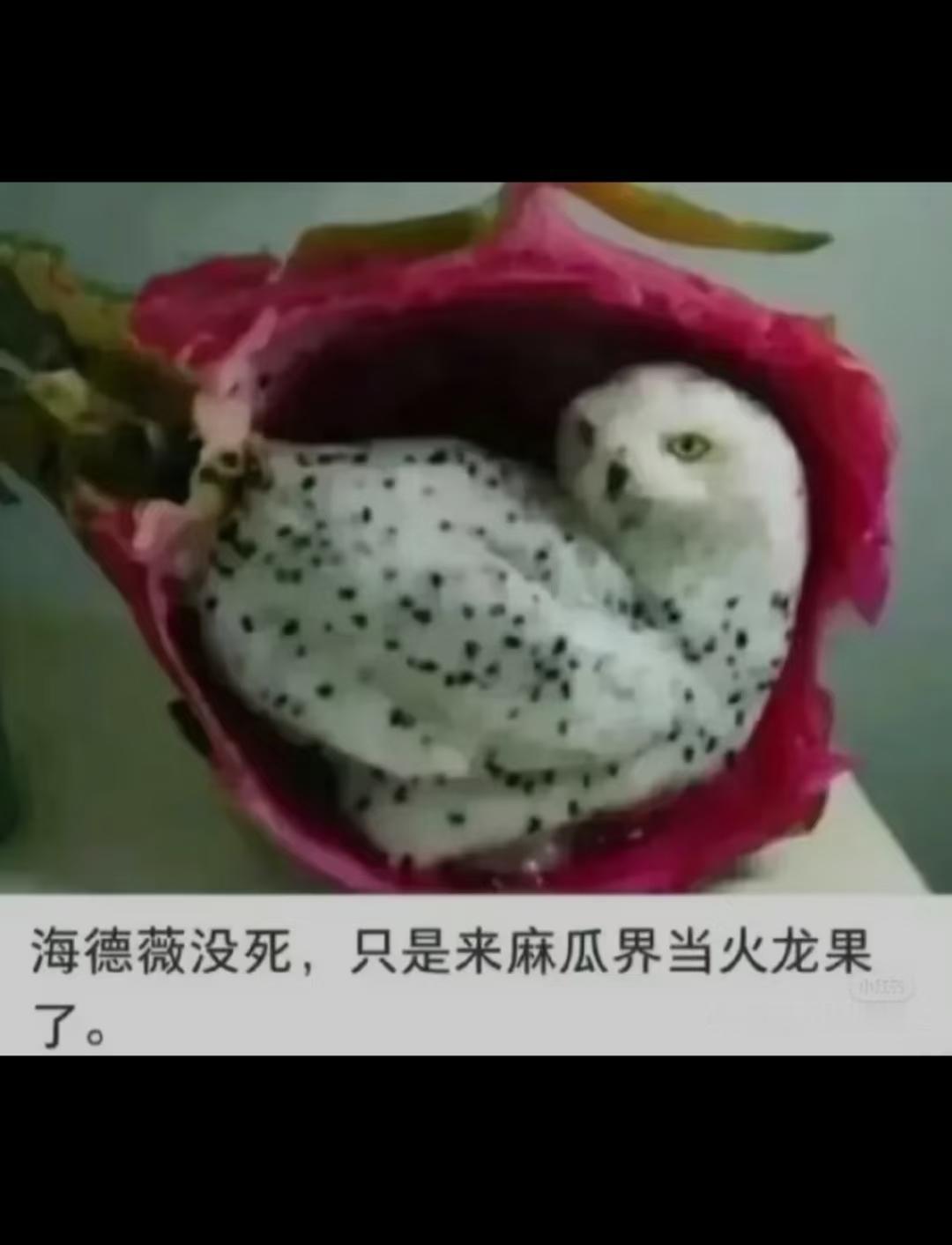 哈利波特梗图
此图有梗