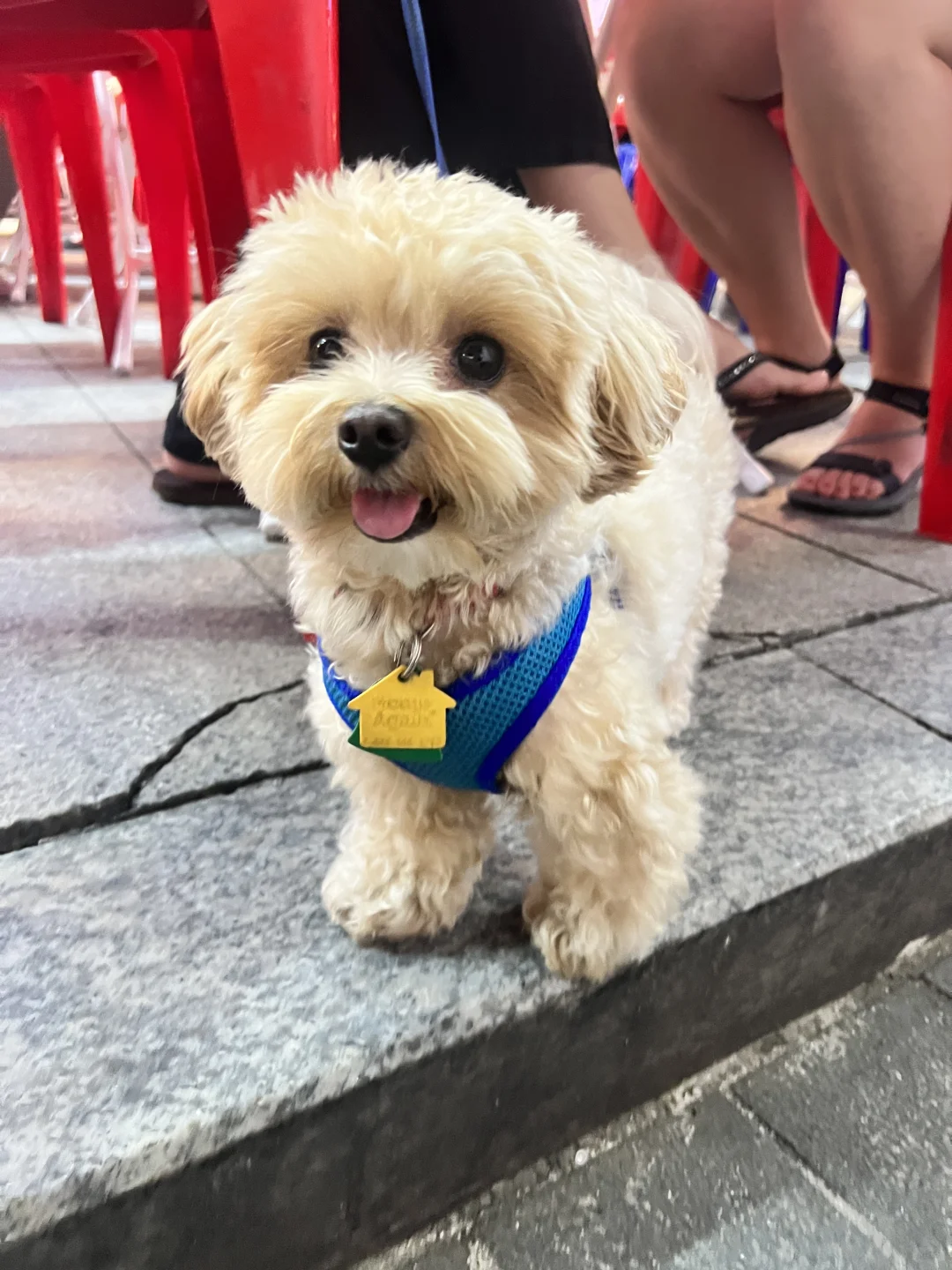 🐶有人要吗？？没人的话我先抱走了