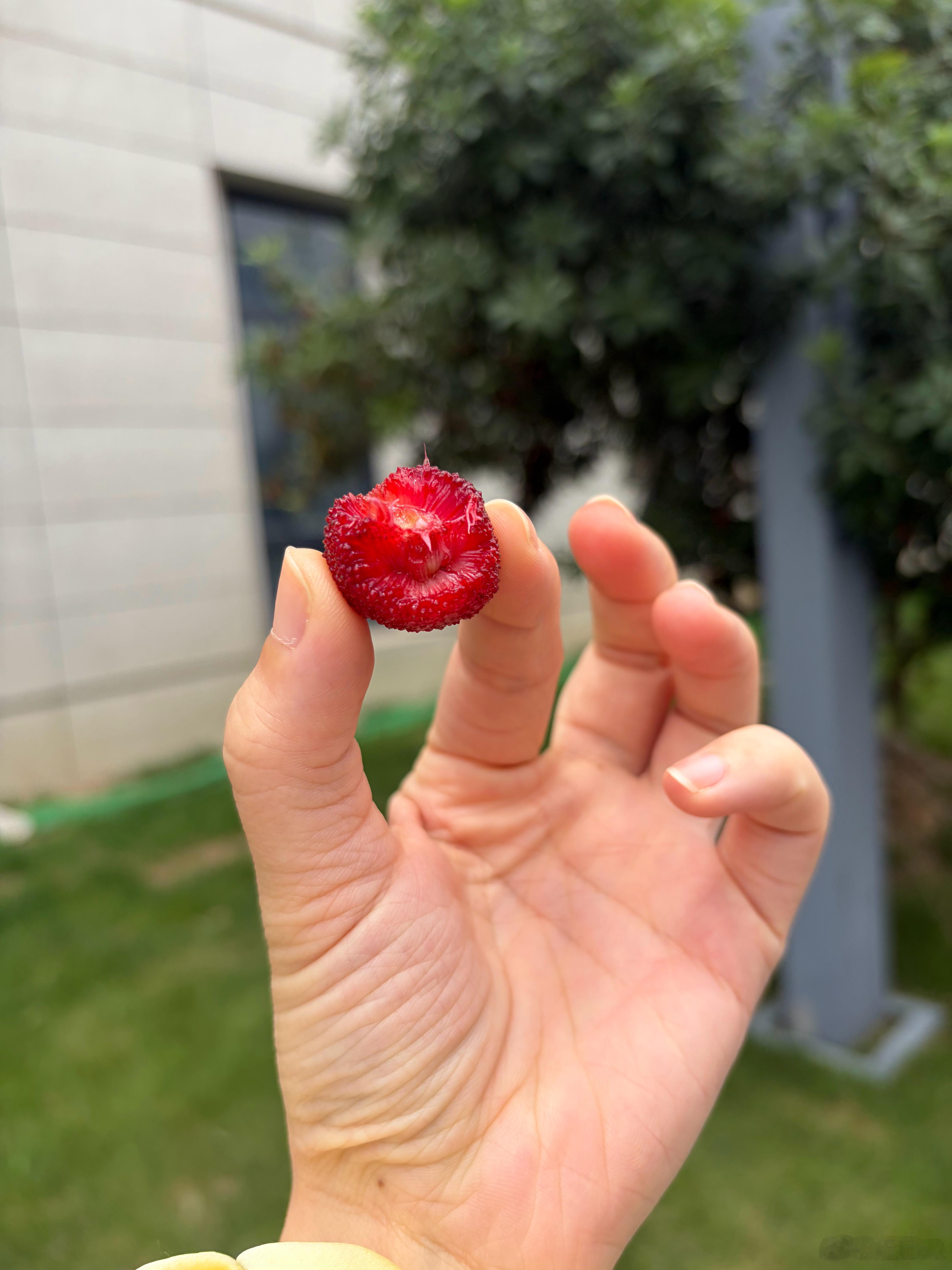 公司里种了很多杨梅，这会到了杨梅季，就全都结出了果实，这些大家路过都得摘几颗吃，