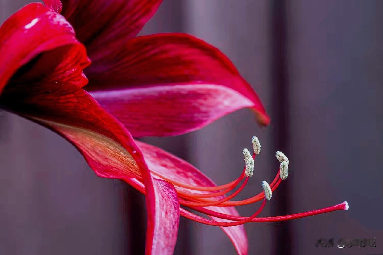 花蕊