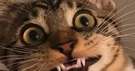 中国五款产品进前20，ChatGPT背腹受敌，氛围编程成黑马