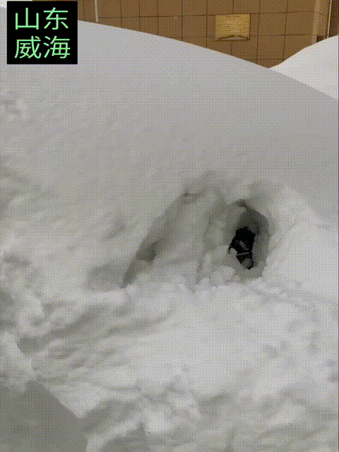 真没有想到山东威海会有这么大的雪，我一直以为威海和东三省比，是一个很暖和的城市，