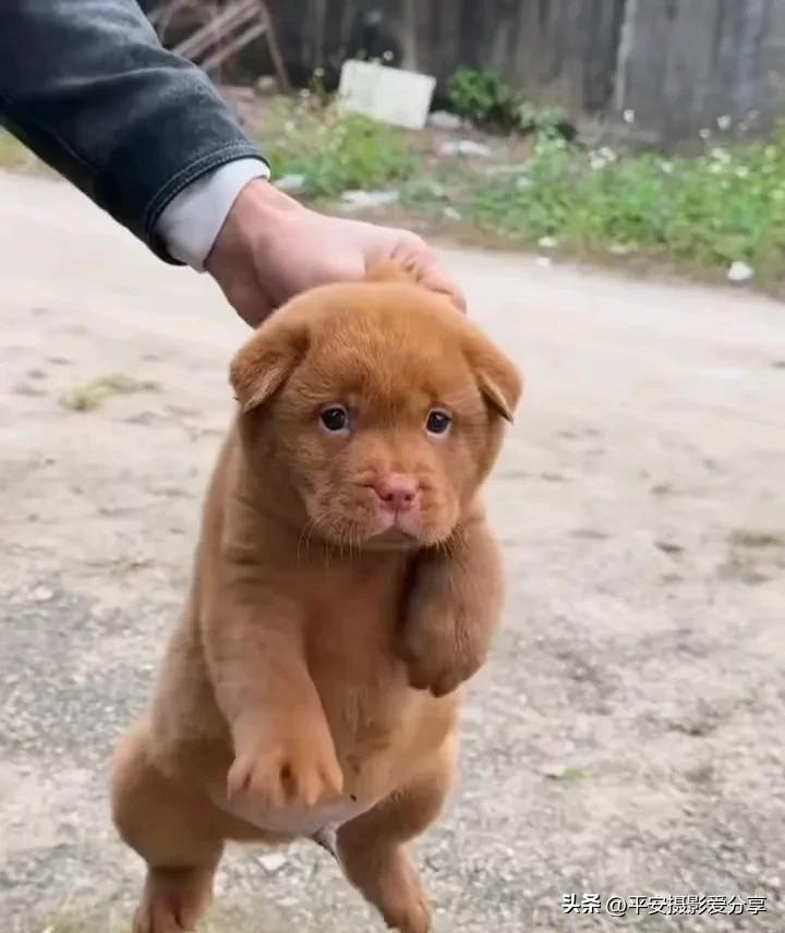 中华田园犬  国犬